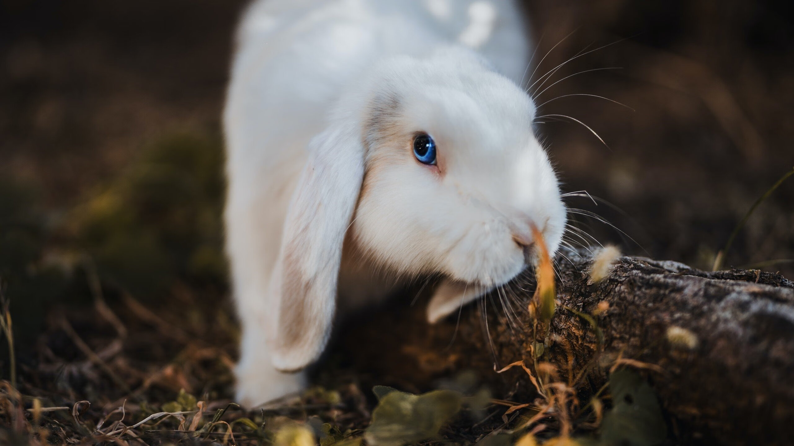 开云官方网站-陈芋汐高难度动作成胜负关键，陈芋汐可提升的环节,听听前冠军怎么说